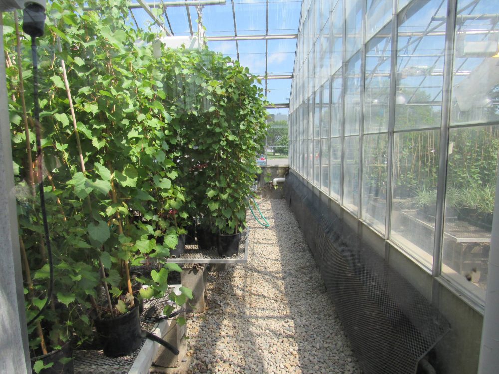 2017 Tour- SDSU Greenhouses