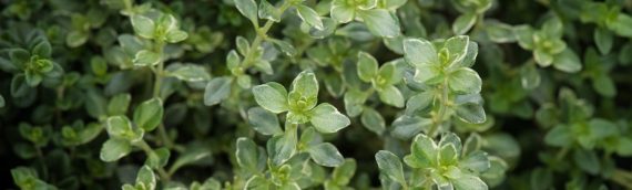 Brianna Braised Chicken Wing & Buttered Turnip Puree