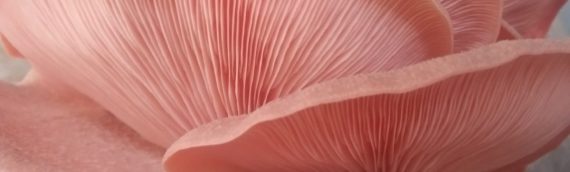 Sautéed Oyster Mushrooms with Garlic, Red Pepper, and Green Onion