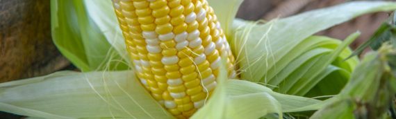 Grilled Sweet Corn Salad