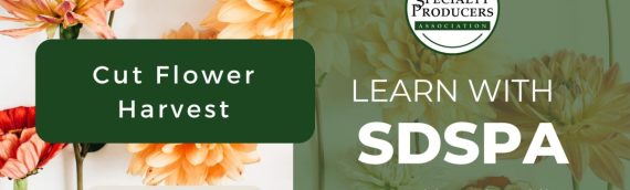 Video: Cut Flower Harvest with Helen Skiba