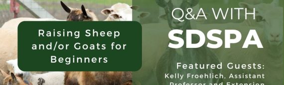 Video: Raising Sheep & Goats for Beginners