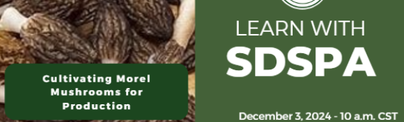 Video: Cultivating Morels for Production