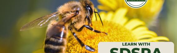 Video: Natural Beekeeping