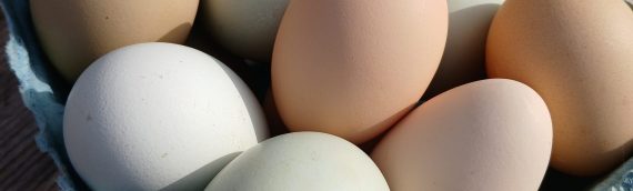 SDSPA Attends Rapid City Earth Day Expo