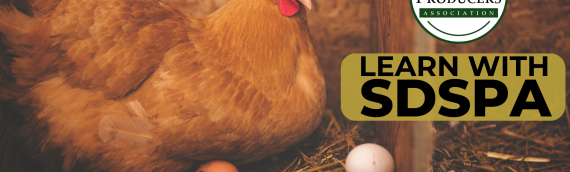 Video: Chickens: Advanced Brooding