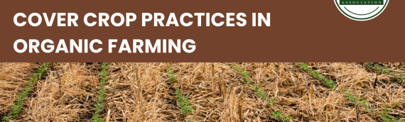 Technical Guide: Cover Crop Practices in Organic Farming
