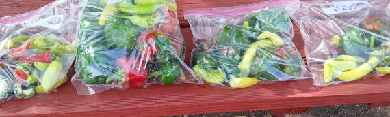 ‘Using Wool As A Soil Amendment’ Project Wrap Up