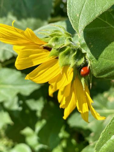 2022 Organic Tour- Bear Butte Gardens