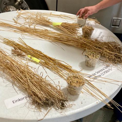 2022 Organic Tour- Belle Valley Ancient Grains