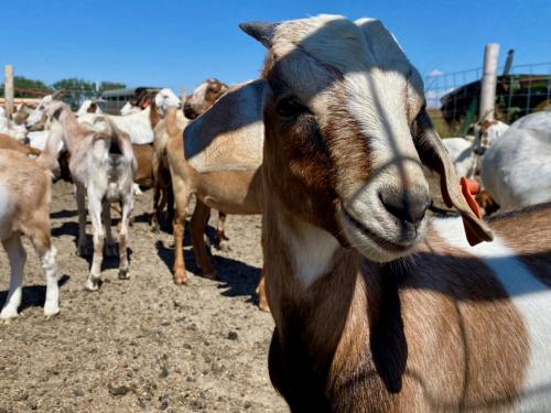 2022 Organic Tour- Duncan Heritage Farm.